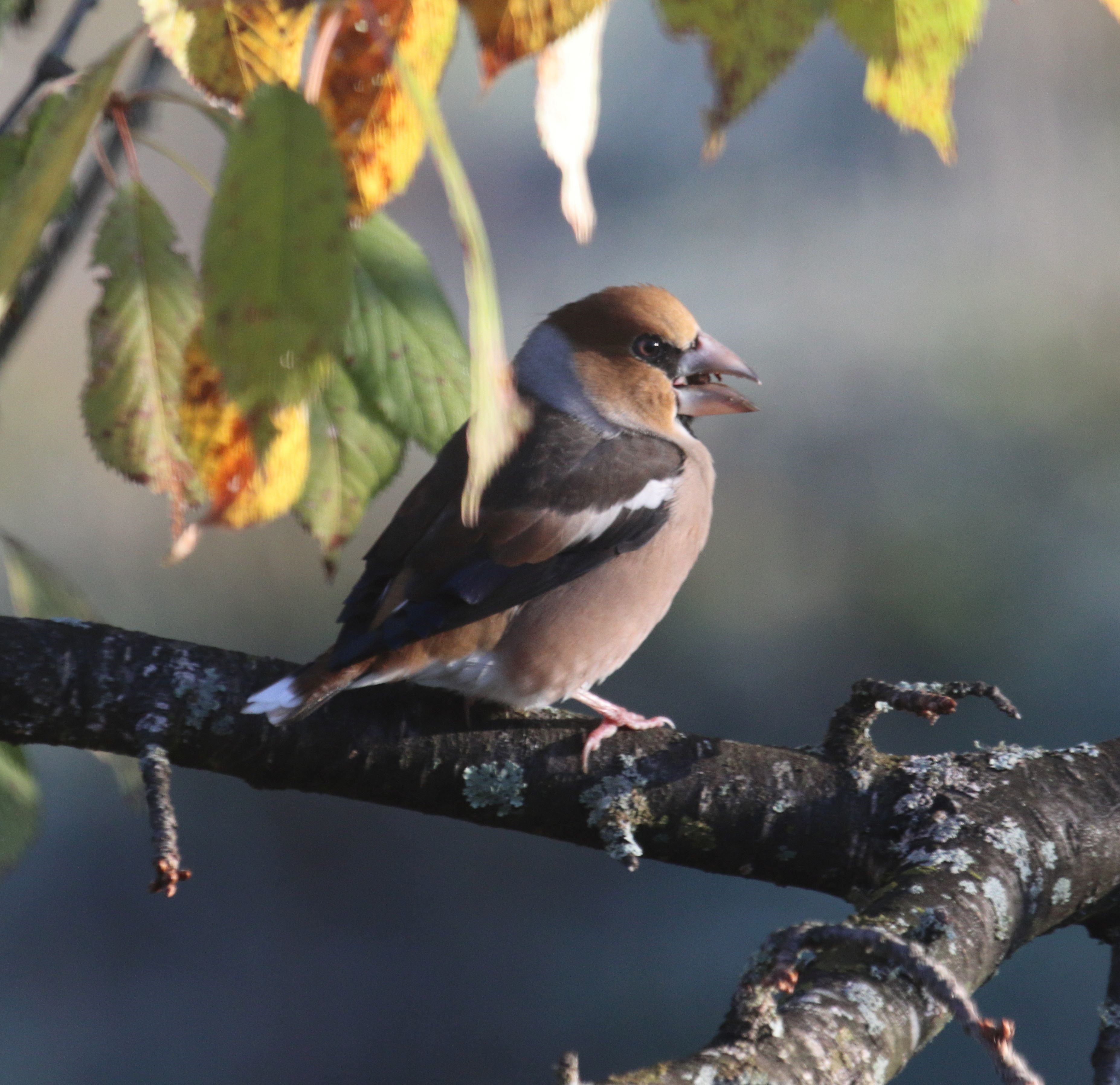 A **Hawfinch (Coccothraustes coccothraustes)**. Europe’s largest finch and one of its most elusive. Fortunately a fairly regular visitor to the garden in Bulgaria making its presence known with its distinctive sharp, metallic "tic" sound. 

They specialise in hard seeds, especially cherry stones, hornbeam seeds, and plum kernels which they can crack open with their massive bill.